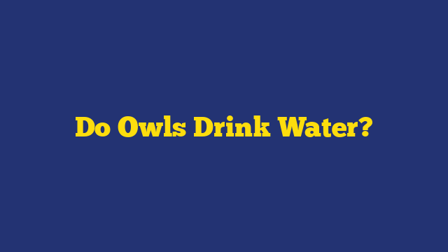 Do Owls Drink Water?