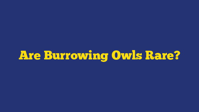 Are Burrowing Owls Rare?