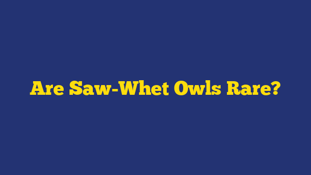 Are Saw-Whet Owls Rare?