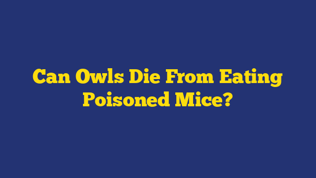 Can Owls Die From Eating Poisoned Mice?