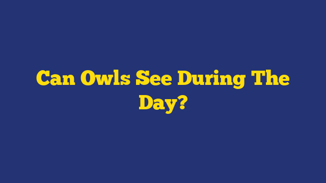 Can Owls See During The Day?