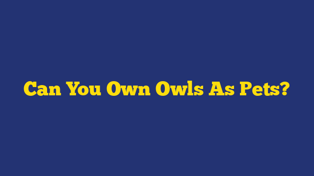 Can You Own Owls As Pets?
