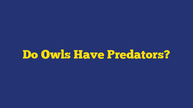 Do Owls Have Predators?
