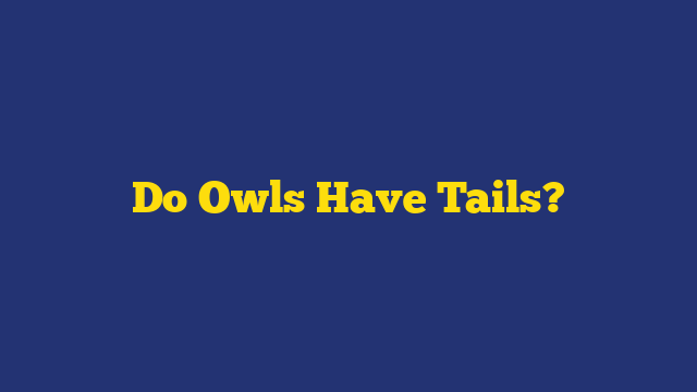 Do Owls Have Tails?