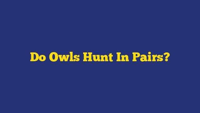 Do Owls Hunt In Pairs?