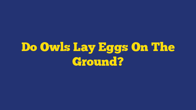 Do Owls Lay Eggs On The Ground?