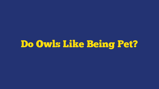 Do Owls Like Being Pet?