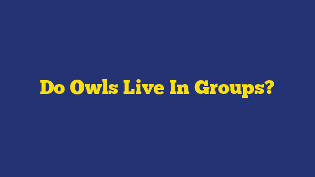 Do Owls Live In Groups?