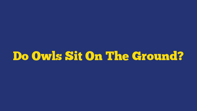Do Owls Sit On The Ground?