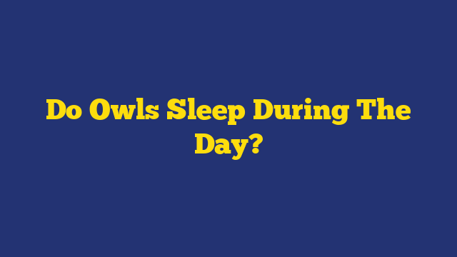 Do Owls Sleep During The Day?