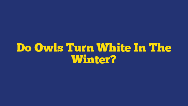 Do Owls Turn White In The Winter?