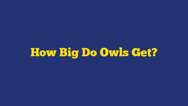 How Big Do Owls Get?