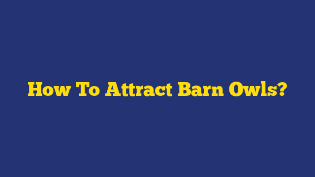 How To Attract Barn Owls?