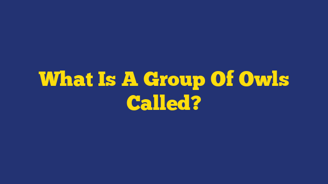 What Is A Group Of Owls Called?