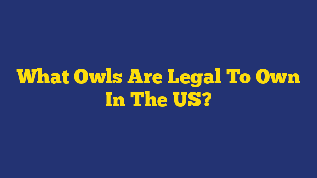 What Owls Are Legal To Own In The US?